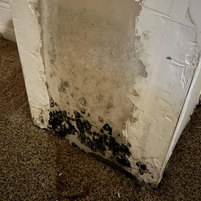 Professional Mold Removal in McIntosh County, ND